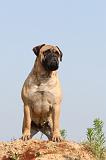 BULLMASTIFF 242